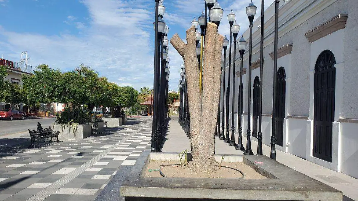 Talan árbol molesta a ciudadanos en La Paz